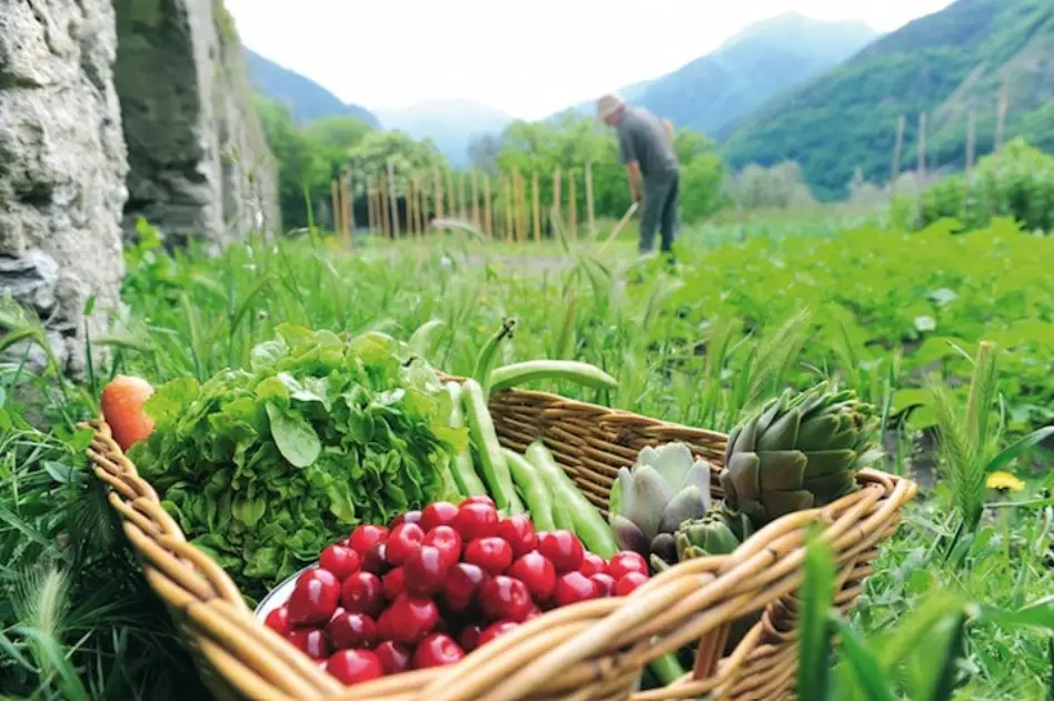 réalisation vidéo santé alimentation